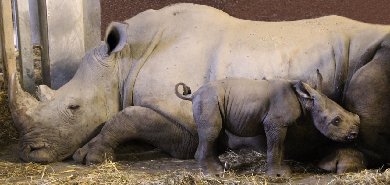 Nashornbaby im Zoo Schmiding - Life Radio