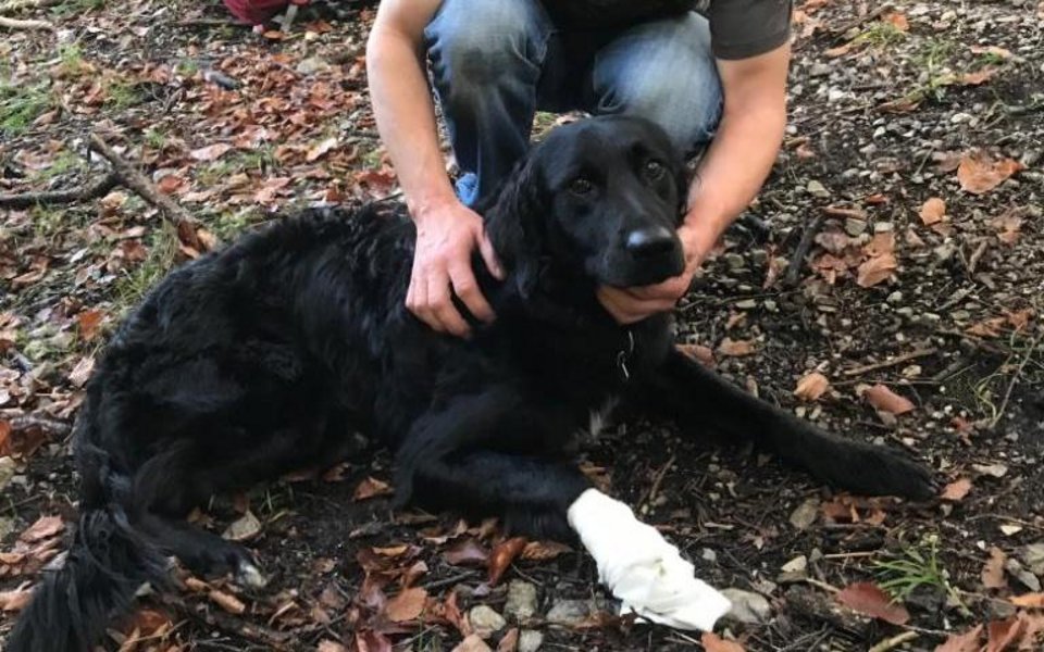 Neun Bergretter eilen Hund zu Hilfe Life Radio