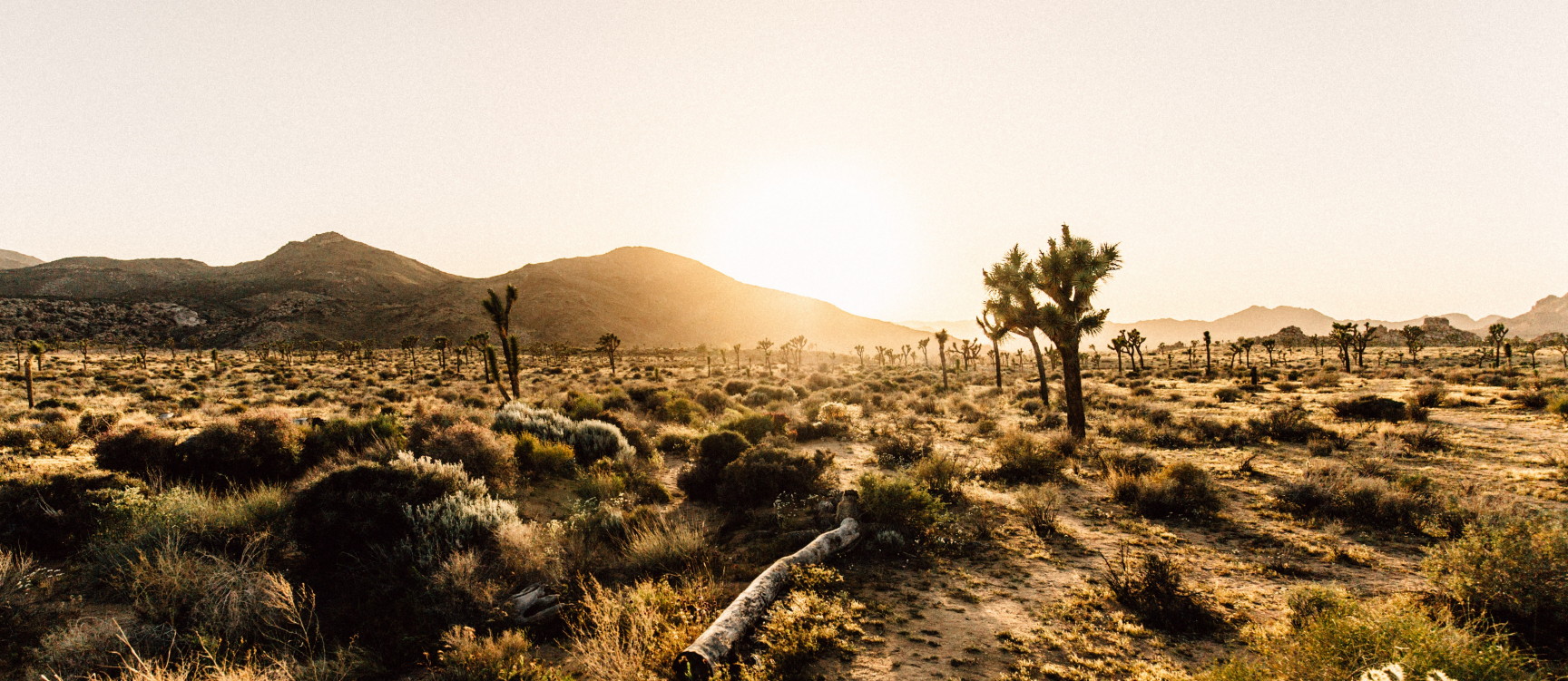 Joshua Tree National Park