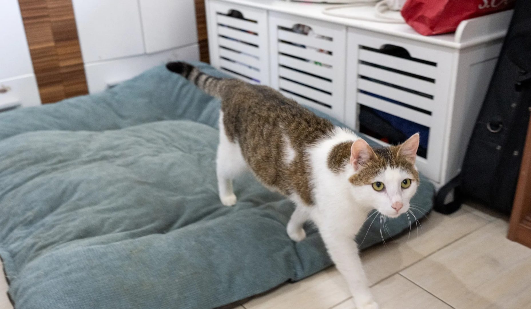 Hinweise gesucht: Kater in Ennsdorf zum Zweiten Mal angeschossen