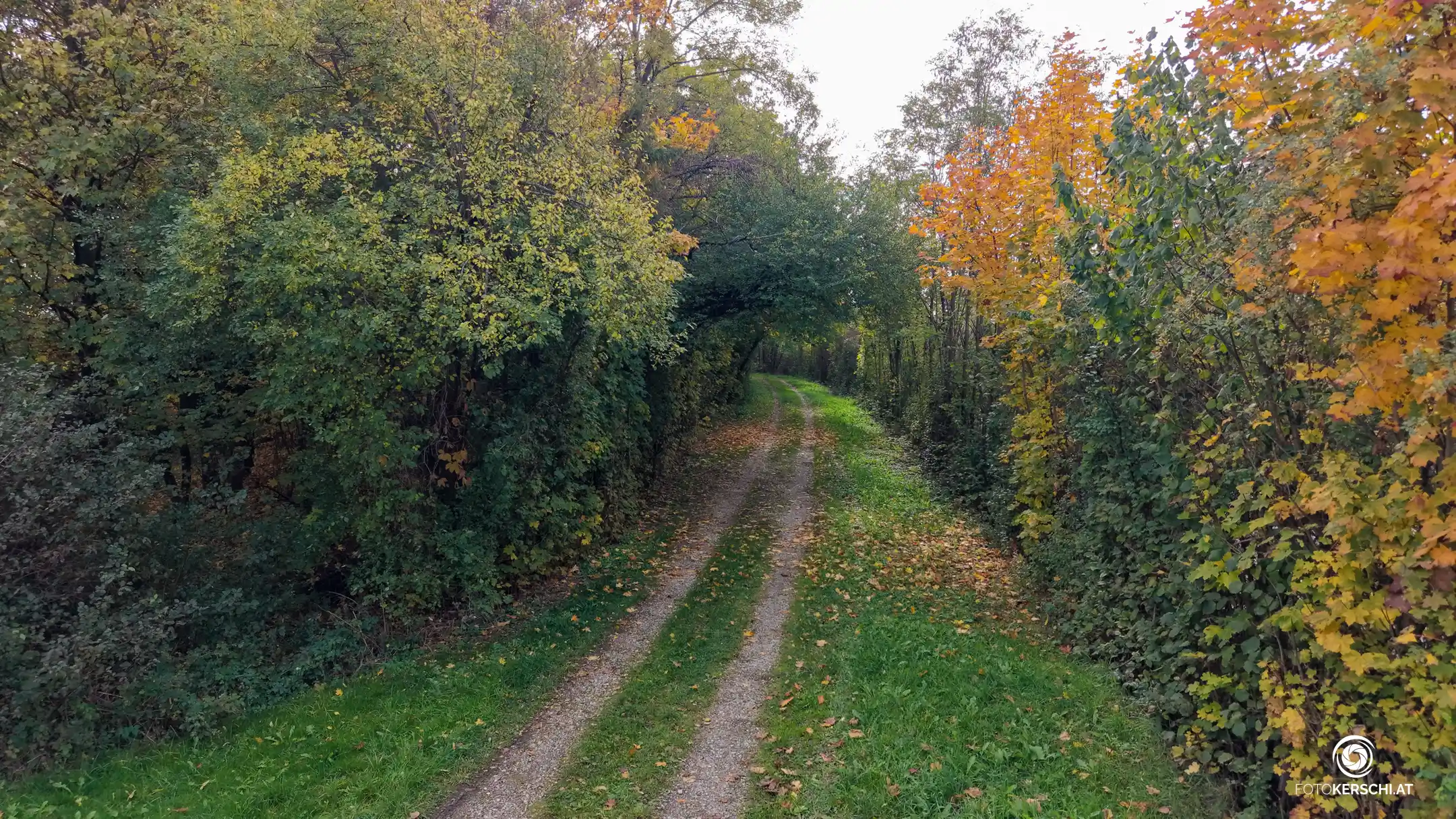 Zahnseide über Waldweg in Traun gespannt