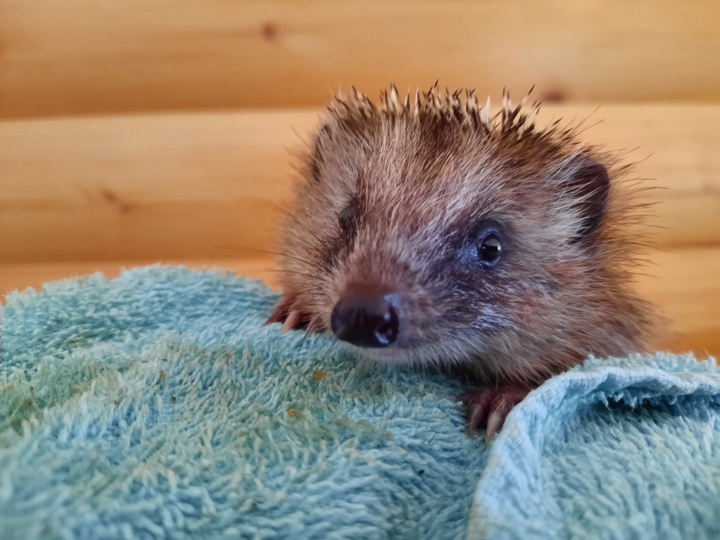 Igel in Not