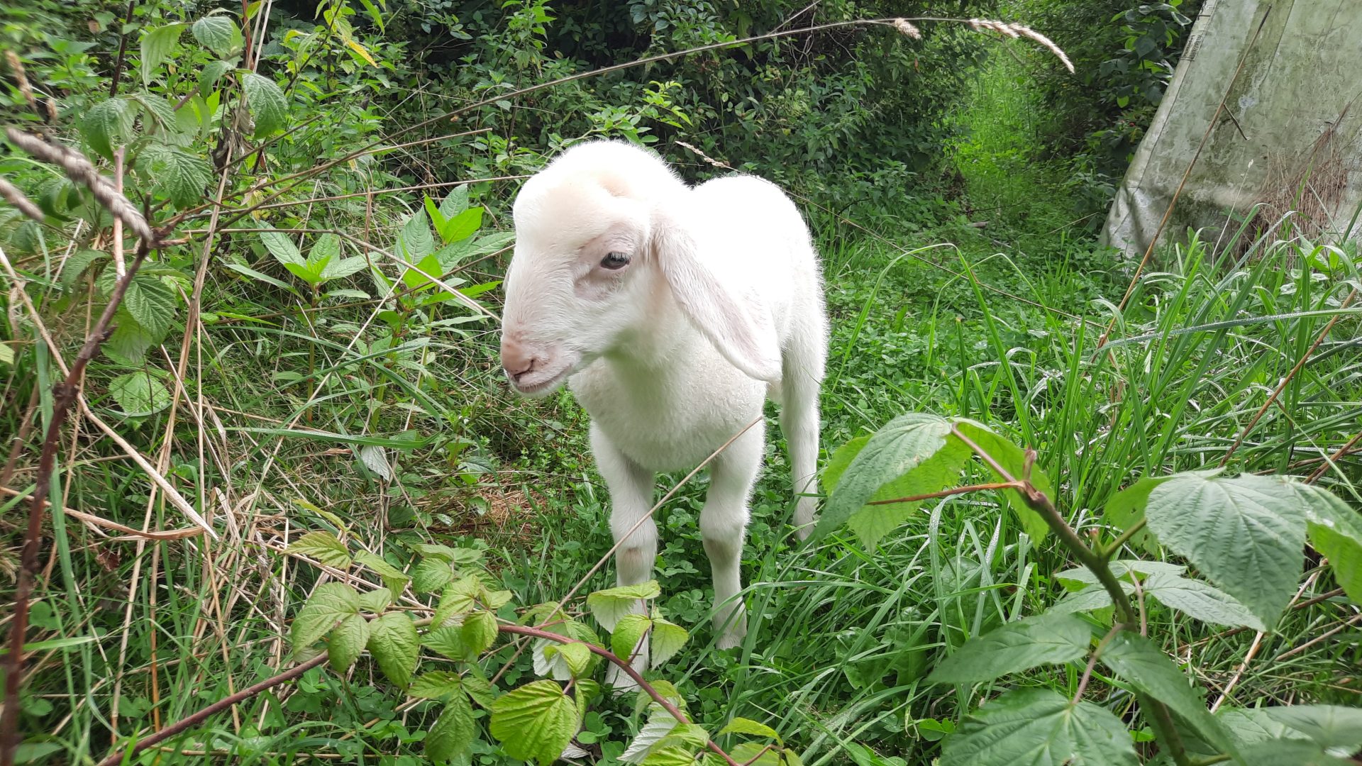 Ersatz-Mami für Rücksitz-Lamm Chili