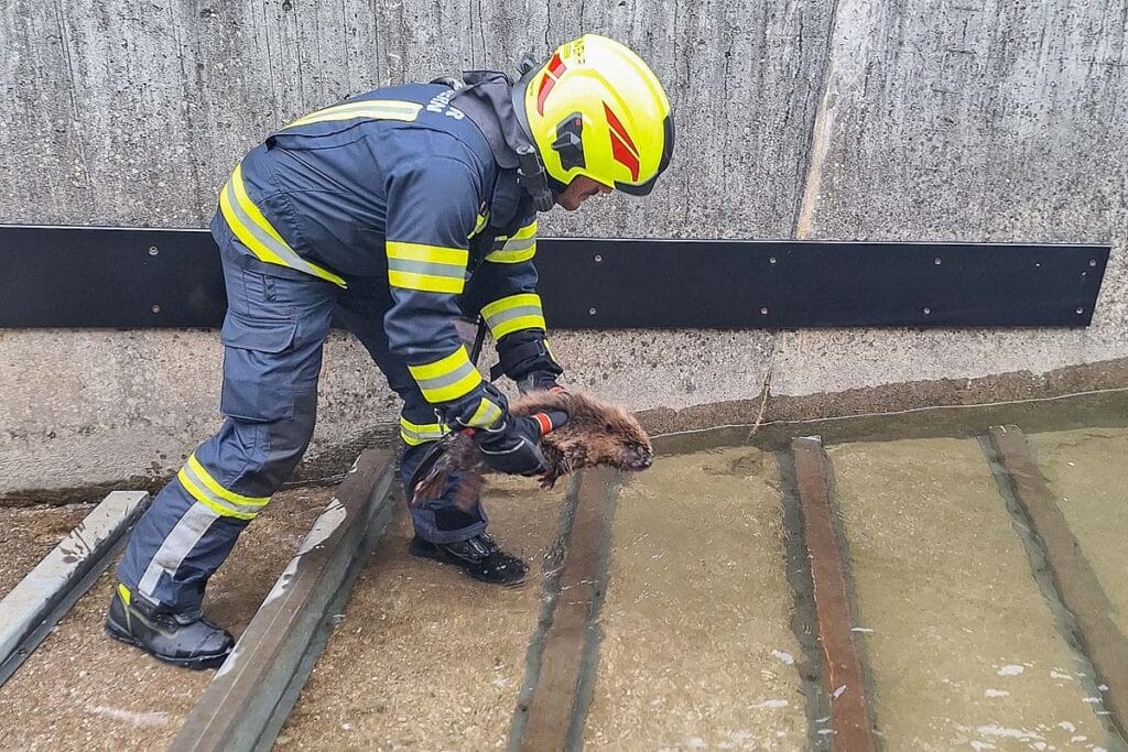 Biber von Feuerwehr Bad Goisern gerettet