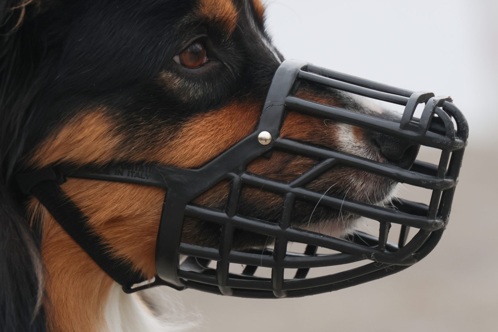 Das gilt: neues Hundehaltegesetz in OÖ