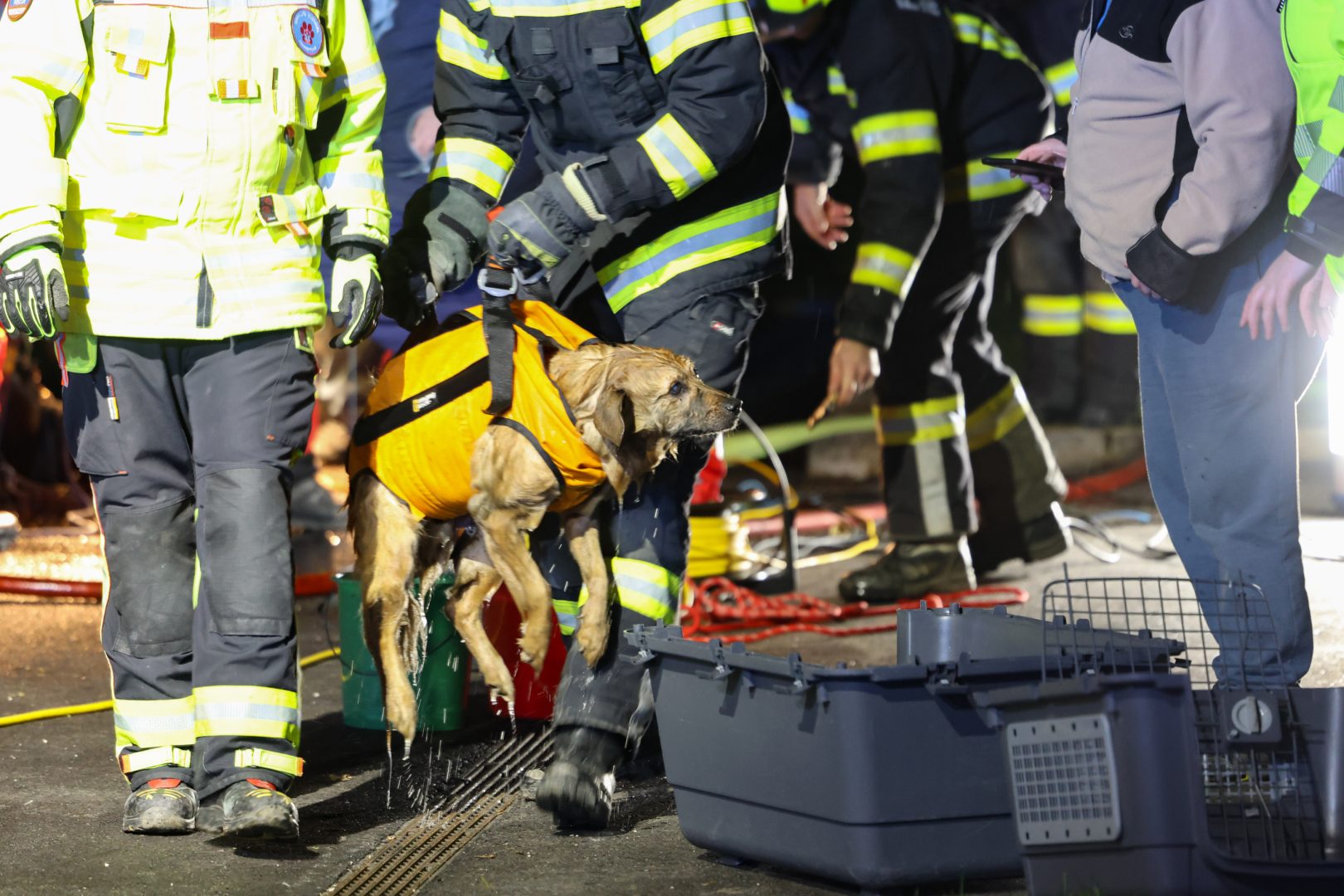 Hund aus Jauchegrube gerettet!