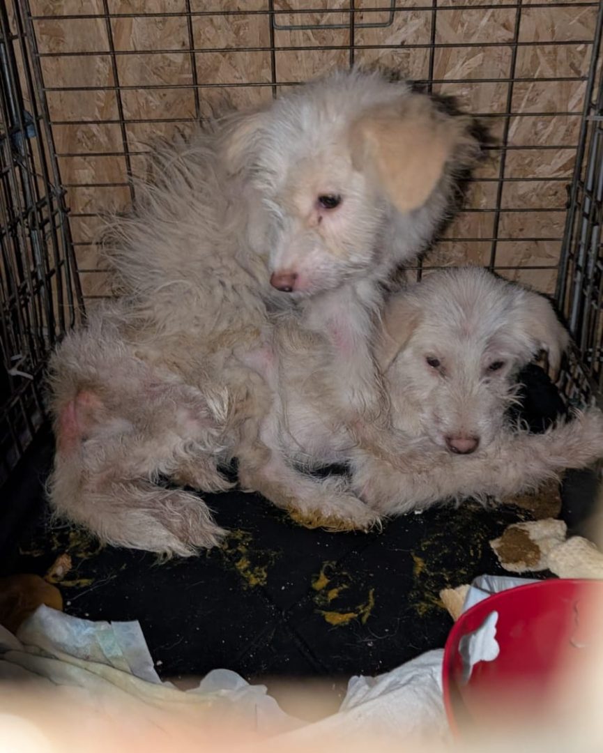 Zwölf verwahrloste Hunde bei Polizeikontrolle gefunden