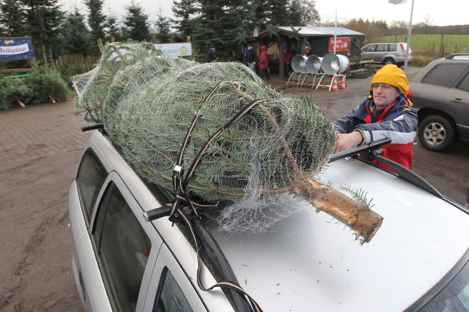 So bringt ihr den Christbaum sicher heim