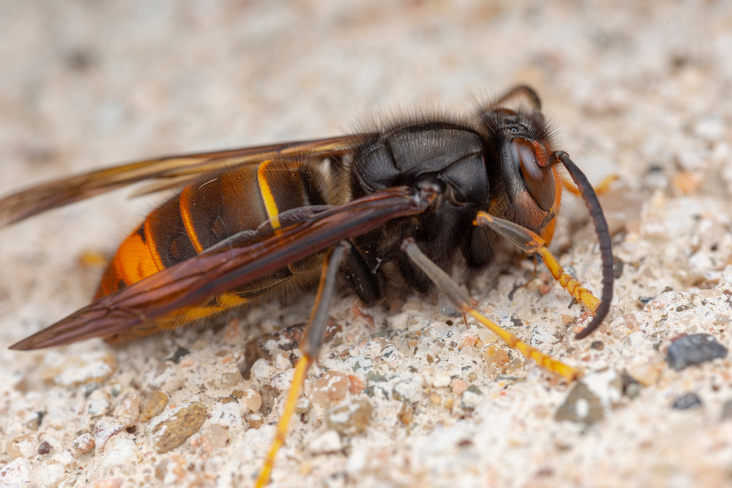 Aggressive asiatische Hornissen in Österreich angekommen