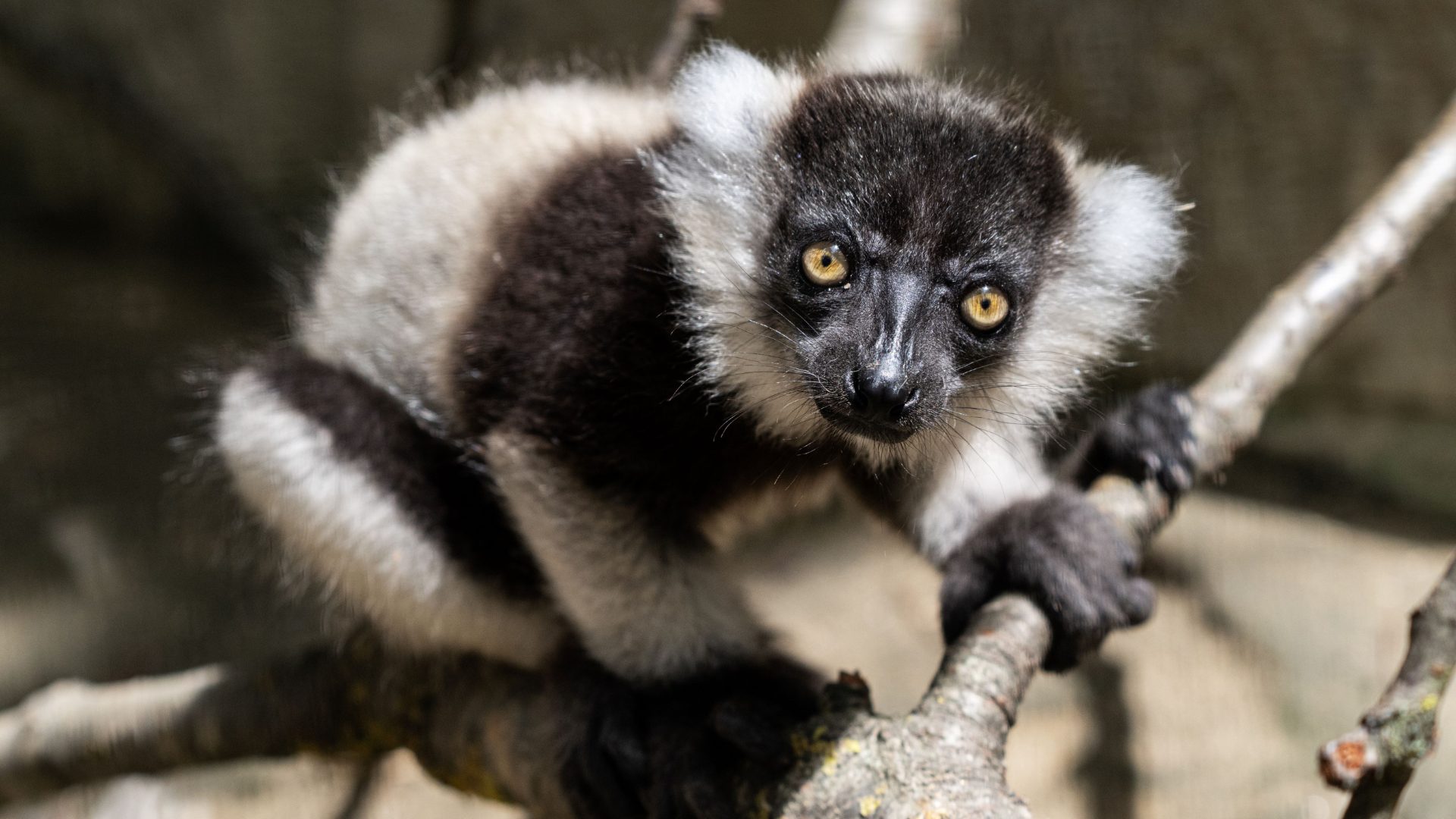 Süßer Vari Nachwuchs im Zoo Schmiding!