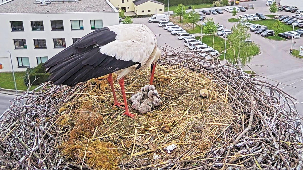 Storchen-Sensation in Perg!