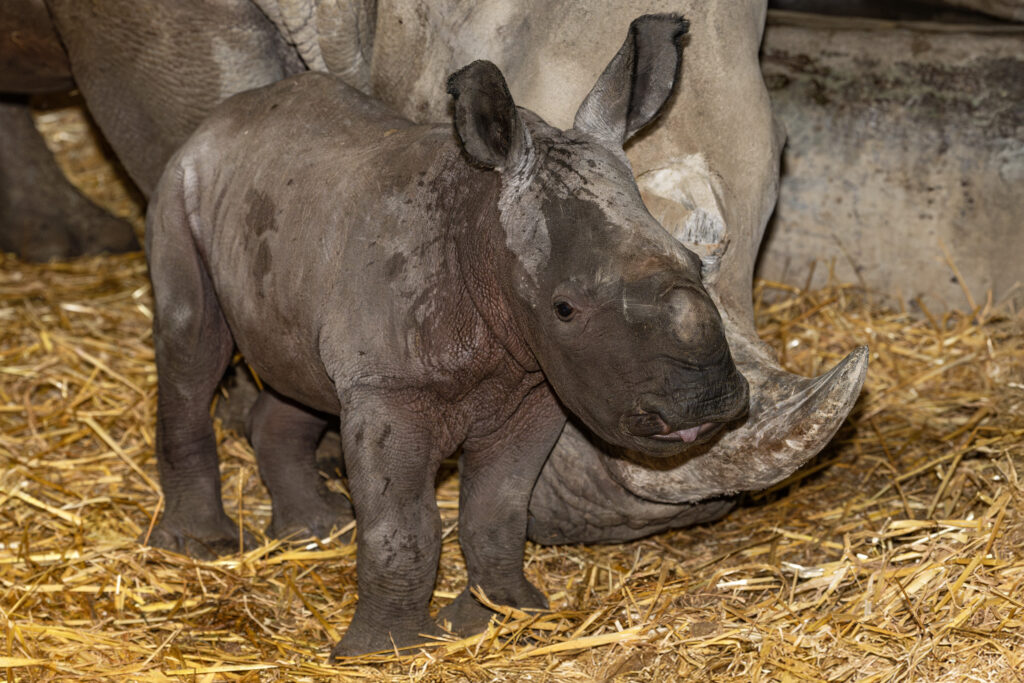 Nashorn Nachwuchs im Zoo Schmiding