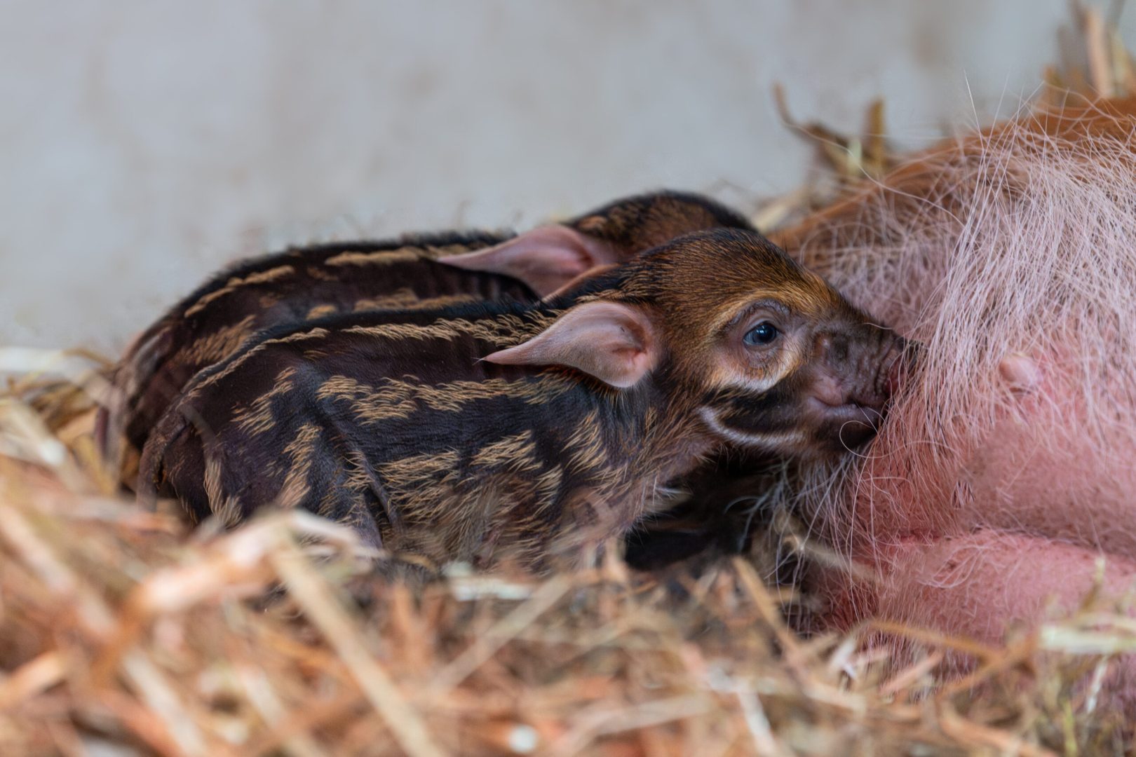 Saugeil: Süßer Nachwuchs im Zoo Schmiding!