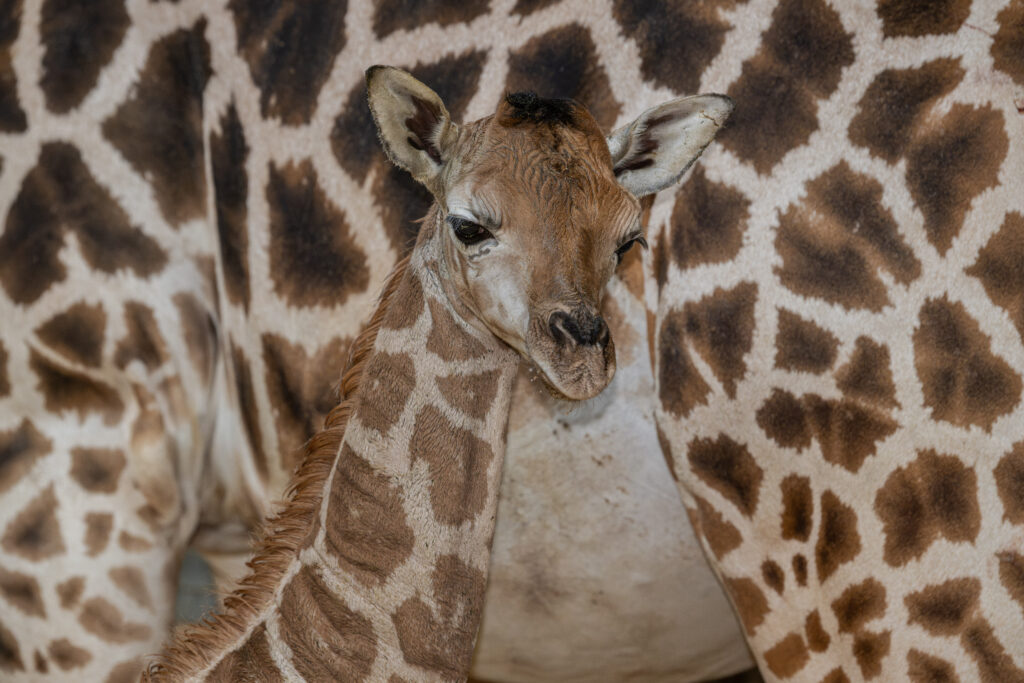 So süß ist die neue Baby Giraffe im Zoo Schmiding