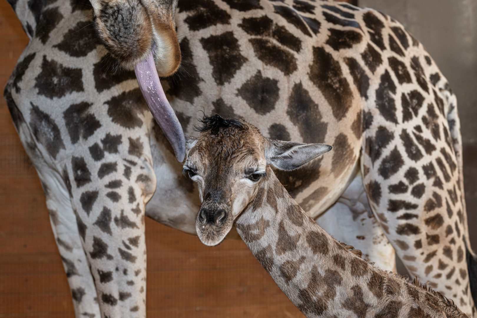 Giraffenbaby „Chuma“ im Zoo Schmiding