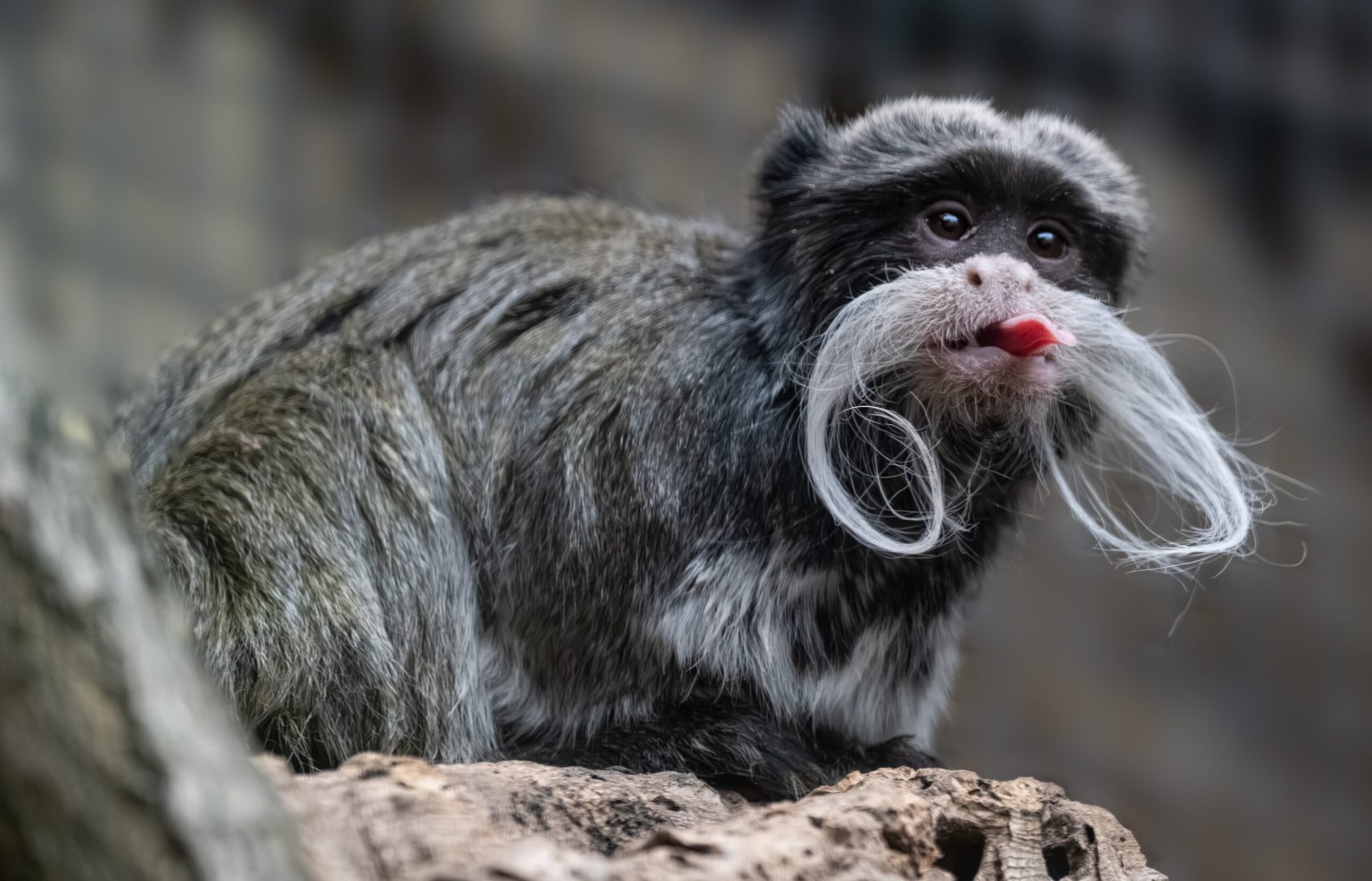 Franz Josef und Sissi im Tierpark Schmiding