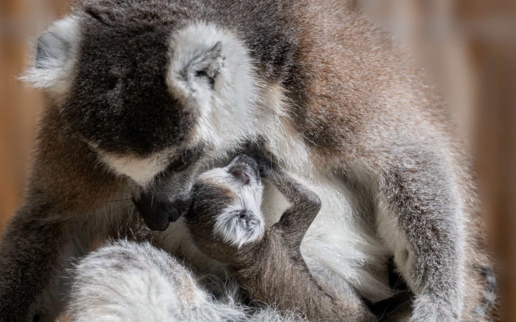 So herzig: Tierbabys im Zoo Schmiding