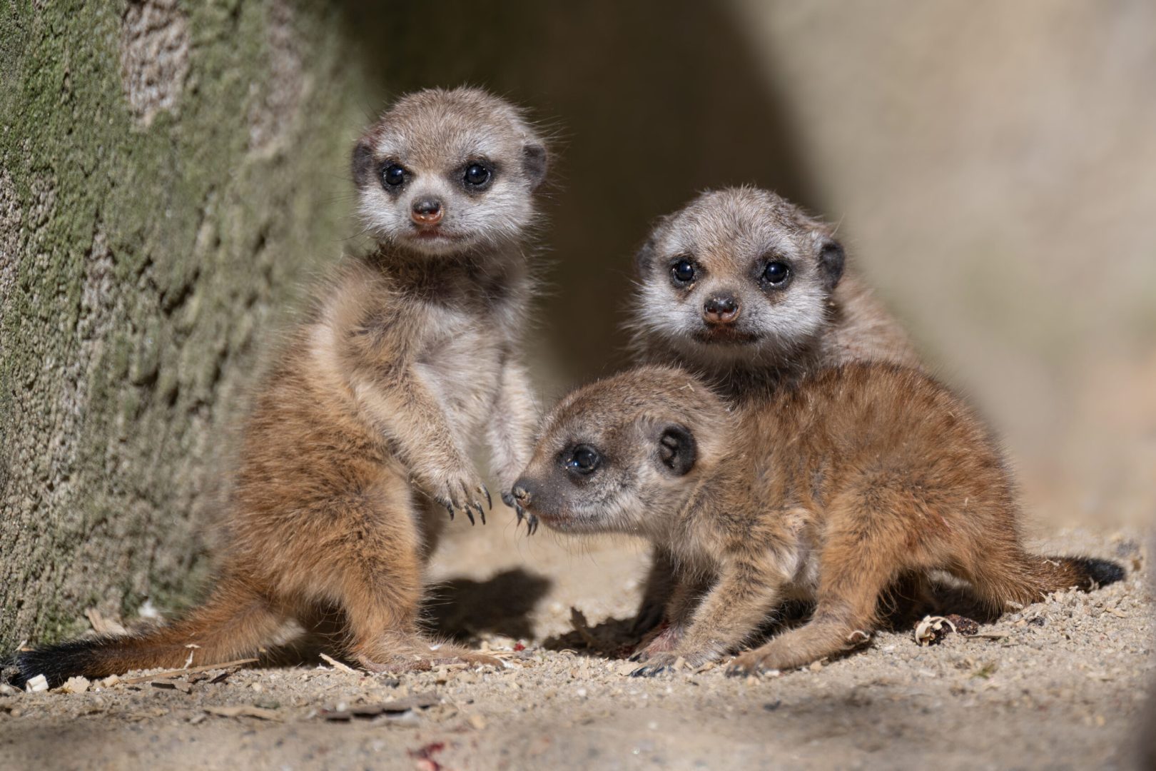 Süßer Vierfach-Nachwuchs im Zoo Schmiding