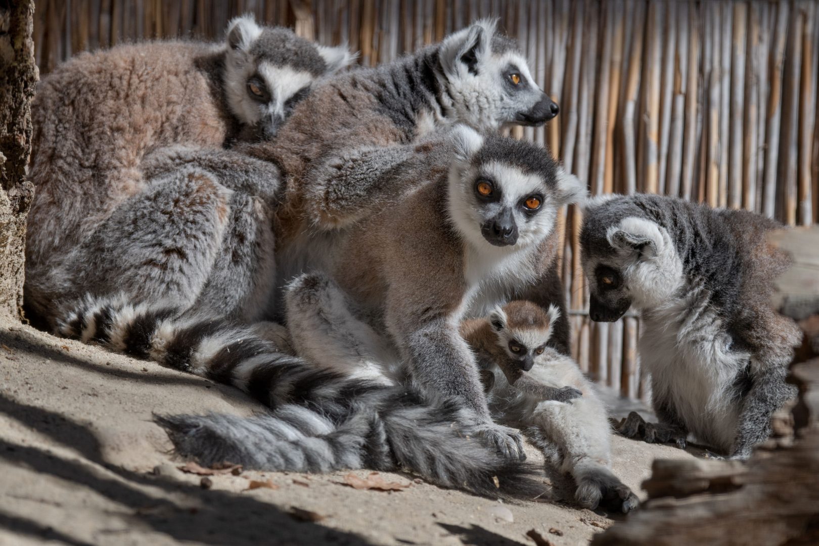 So süß ist der Katta-Nachwuchs im Zoo Schmiding!