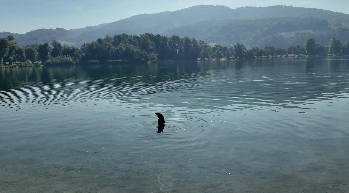 Hai-Sichtung im Pleschingersee