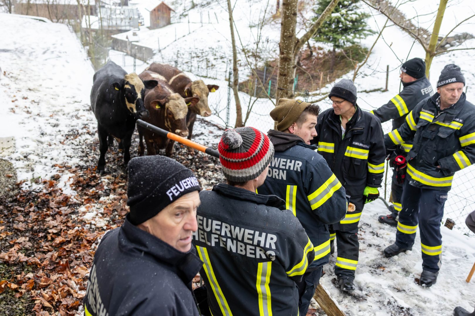 17 Rinder in Helfenberg entlaufen