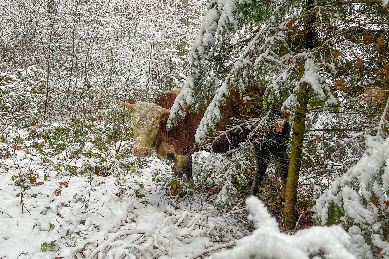 Kuh-Einsatz Helfenberg: fünf Tiere eingefangen
