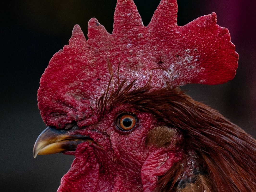 Vogelgrippe in Oberösterreich