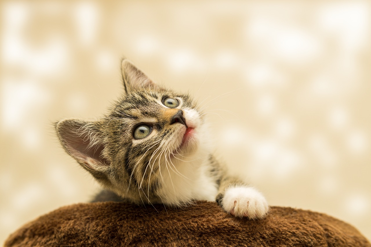 Ist die Katzen-Mafia in OÖ unterwegs?