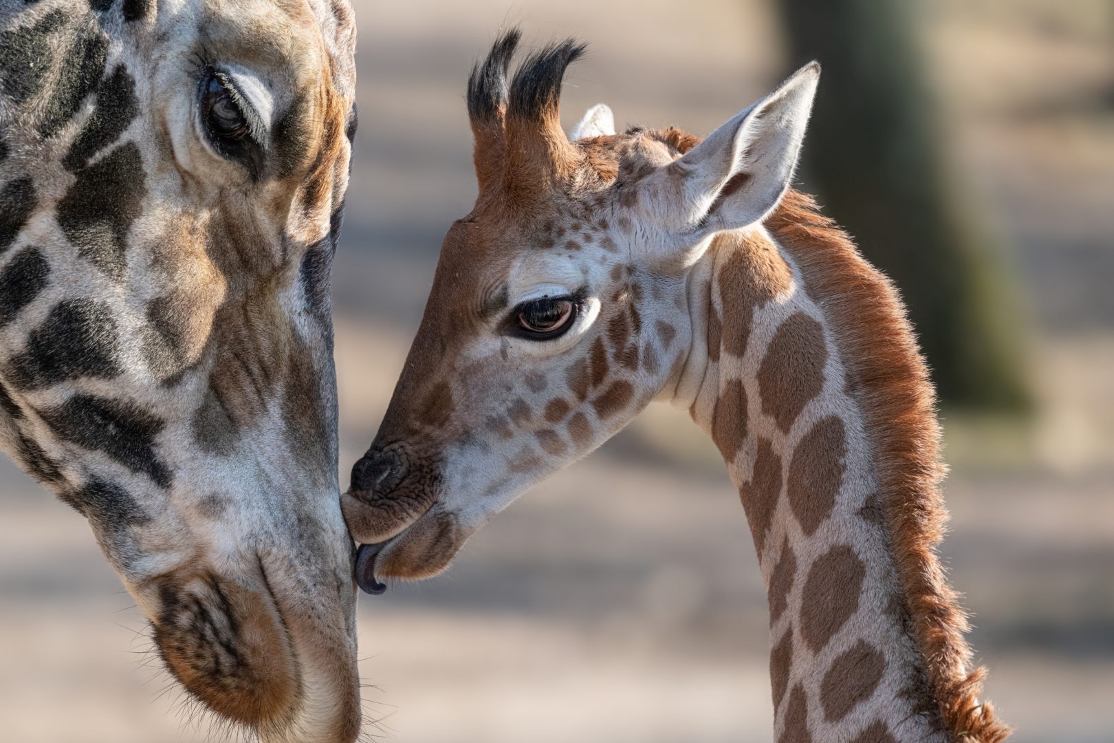Tierischer Nachwuchs in Schmiding