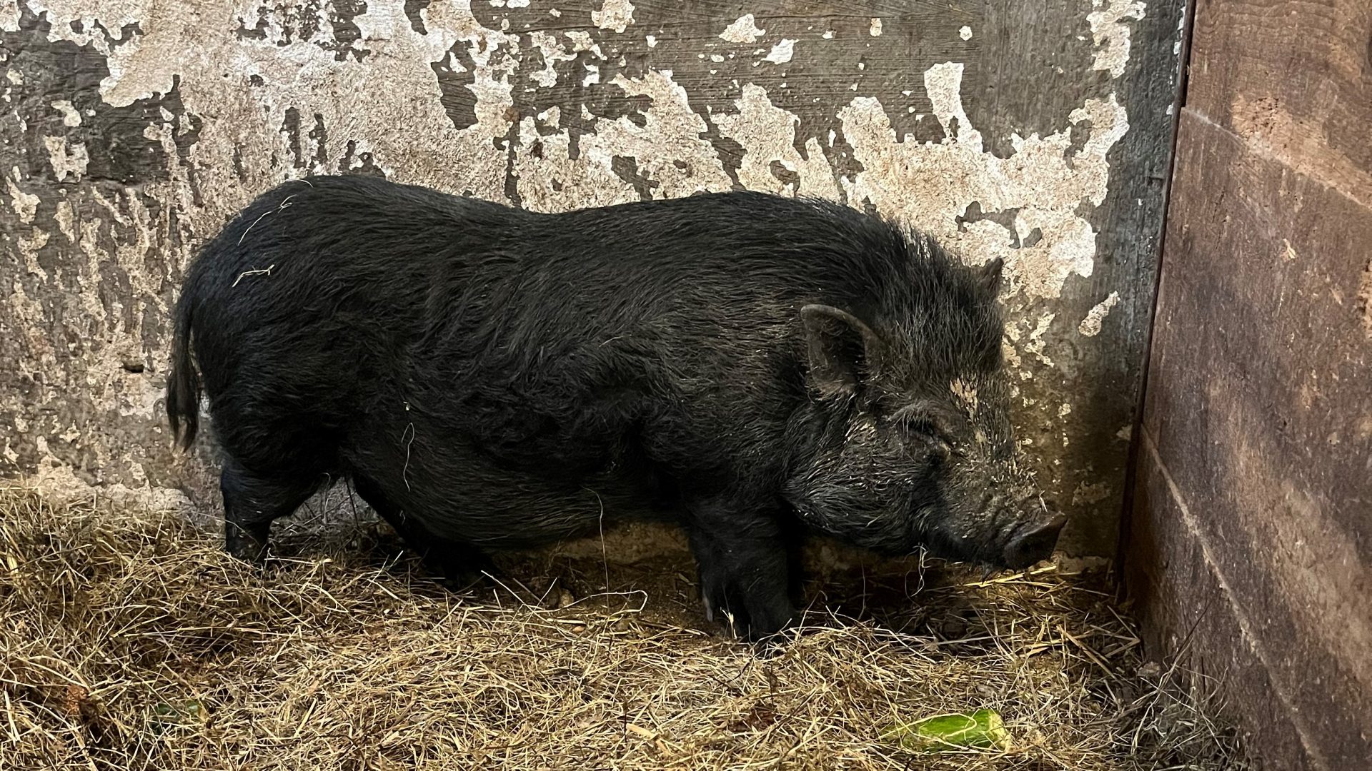 Wem gehört dieses Schwein?