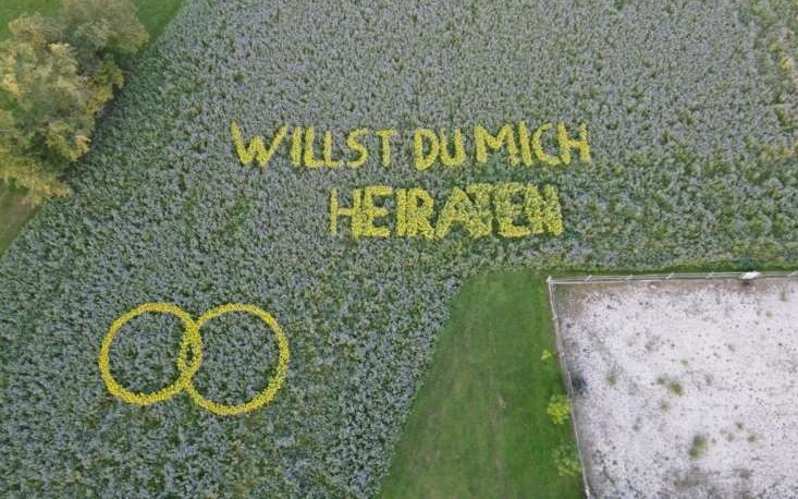 Heiratsantrag mit Sonnenblumen