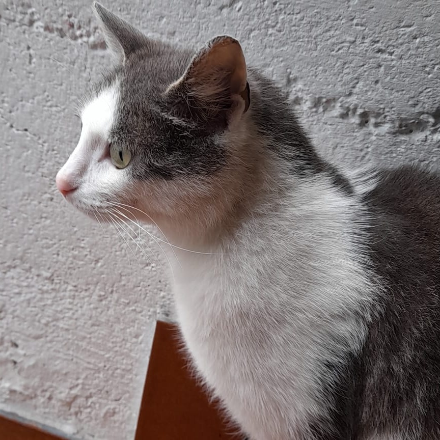 Katze aus Traun nach einem Jahr wieder da!