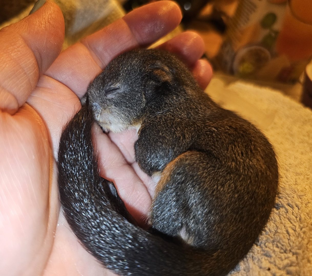 Eichhörnchen-Baby in Lochen gerettet!