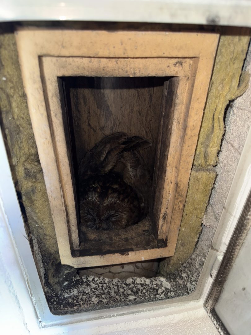 Zwei Waldkäuze aus Kamin gerettet