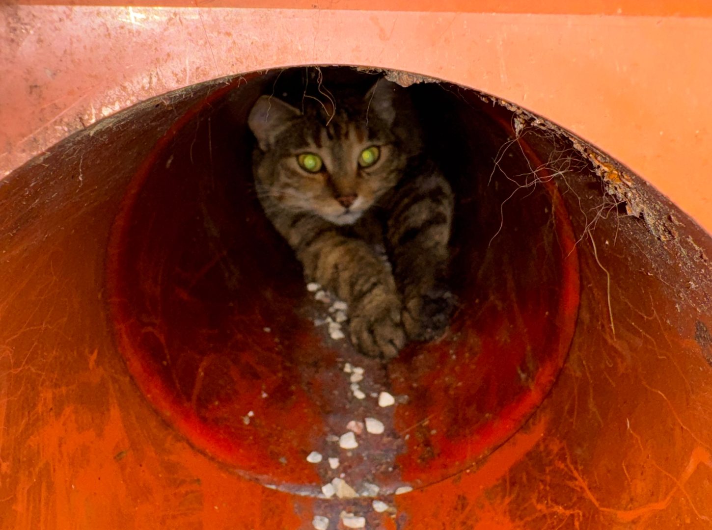 Katze aus Kanalrohr gerettet