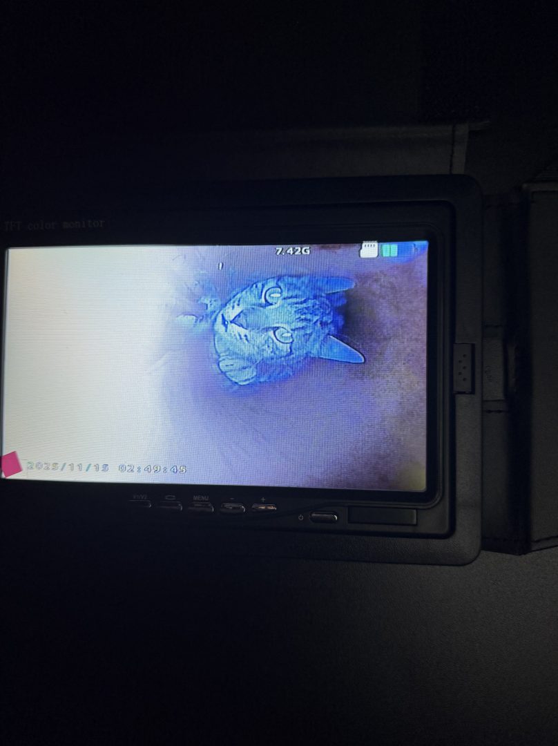 Katze in Bad Leonfelden aus Kanalrohr gerettet