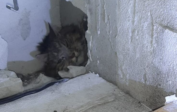 Katze nach einer Woche aus engem Spalt gerettet
