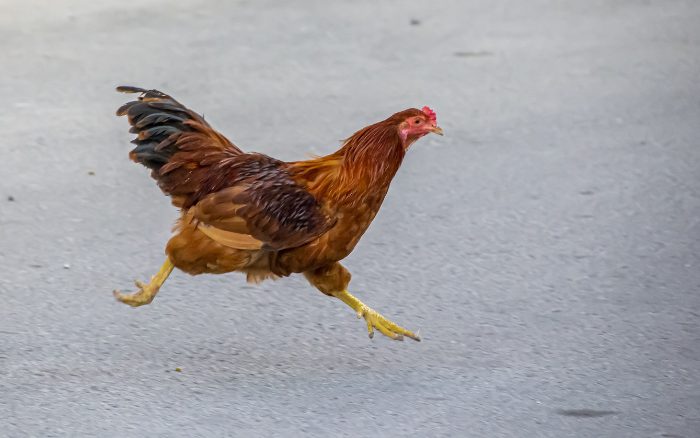 Radfahrer wegen Huhn schwer gestürzt