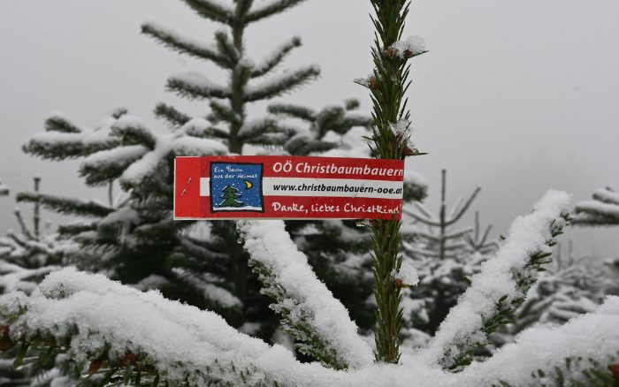 Große Unterschiede bei Christbaum Preisen