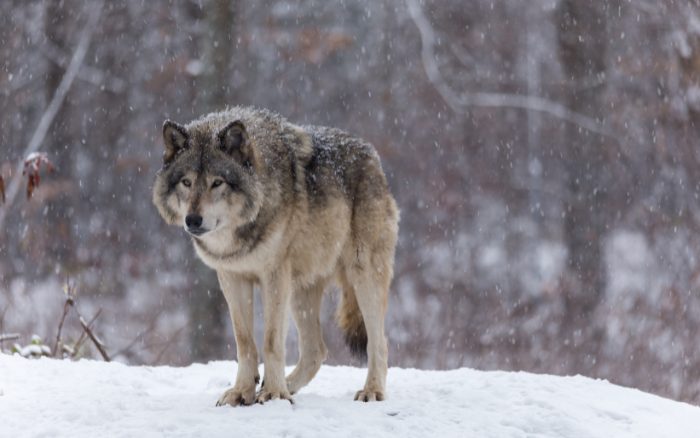 Toter Wolf im Bezirk Freistadt gefunden