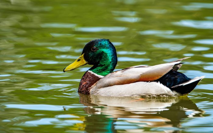 Ente in Ohlsdorf erschossen: Jäger meldet sich