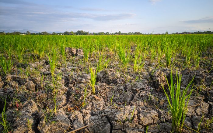 Niedriges Grundwasser wird zum Problem