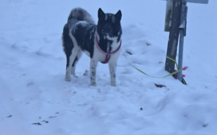 Hund vor Tierheim in Freistadt ausgesetzt