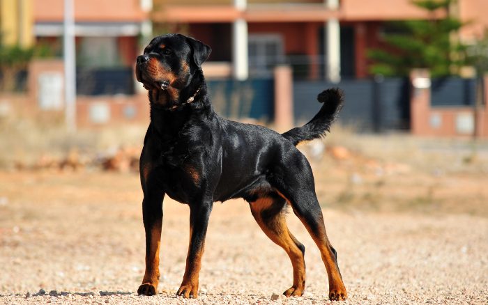 Kind in Linz bei Rottweiler Attacke verletzt