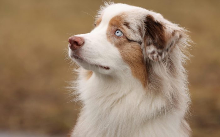 9-Jähriger von Hund gebissen