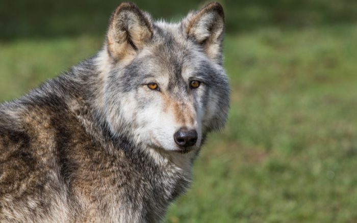 Gerade viele Wolfssichtungen in OÖ
