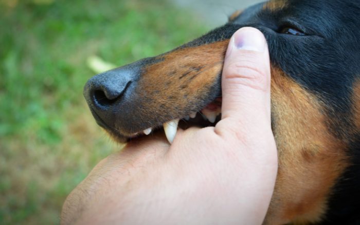 Pensionistin in Laakirchen von Hund gebissen