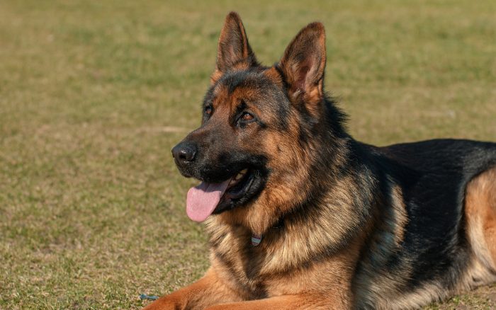 Gramastetten: Hund nach Bissattacke abgenommen