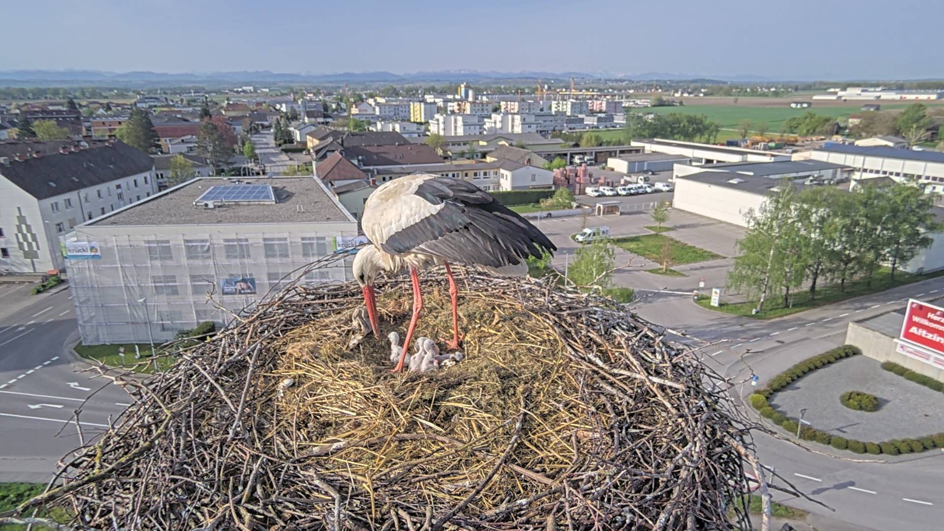 Sechs Storchenbabys in Perg geschlüpft