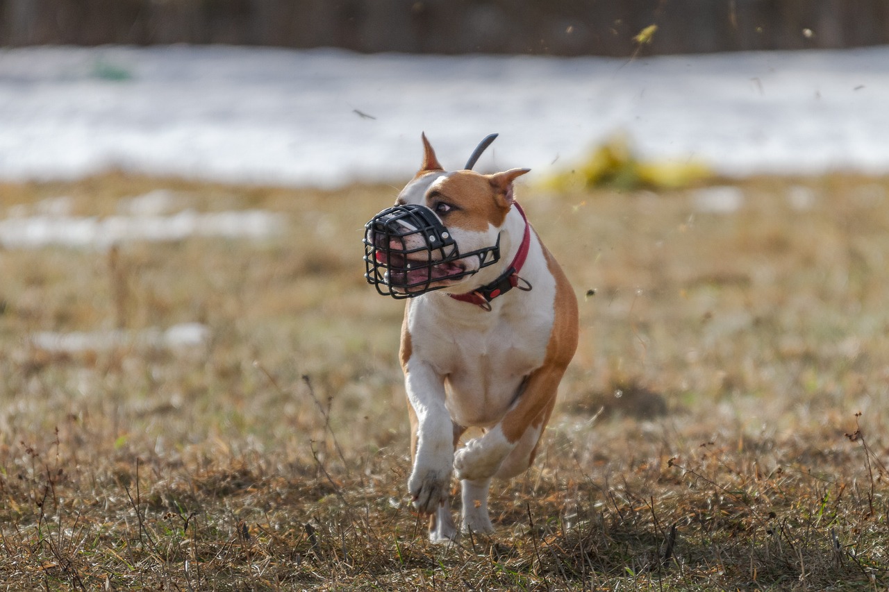 Hunderegister wird upgedatet
